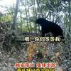 华商头条|熊出没！重庆拍到黑熊一家三口林中漫步
