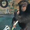 华商头条|山东一动物园黑猩猩每天吃大葱大蒜，园方回应