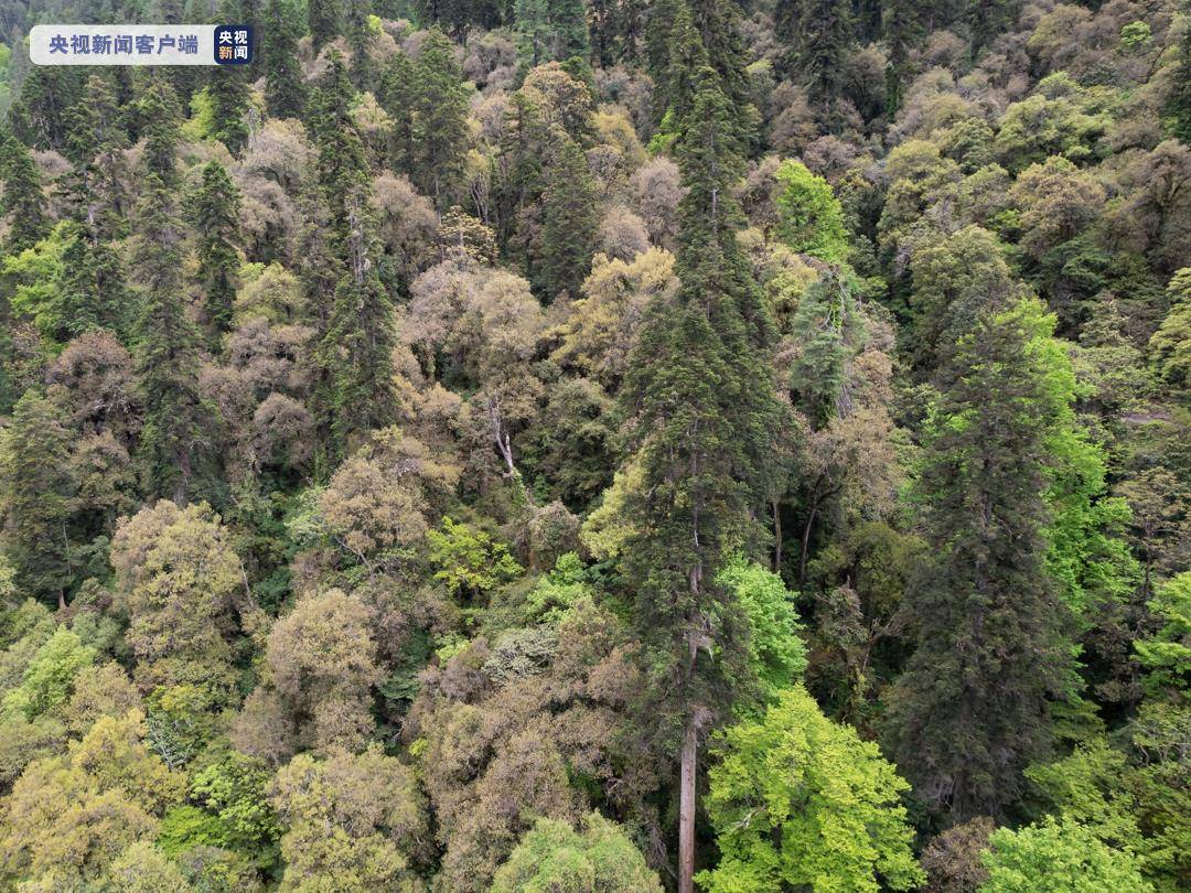 83.2米！青藏科考发现迄今中国最高树木 刷新此前记录